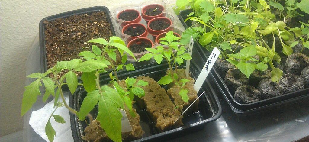 Seedlings Under Fluorescent Lights