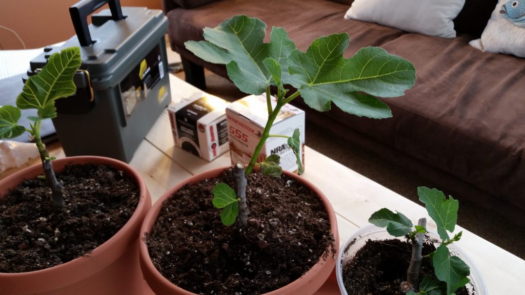 Young Figs on a Coffee Table