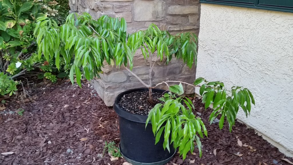 Potted Lychee Tree