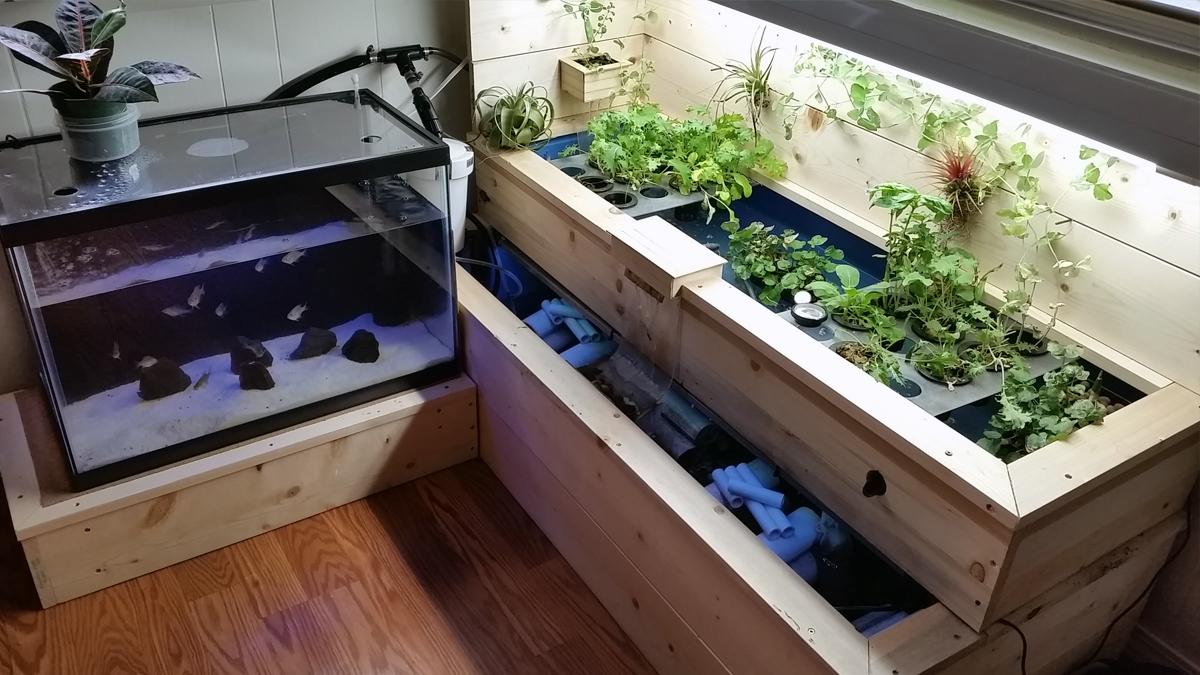 DIY Aquaponics System 2a